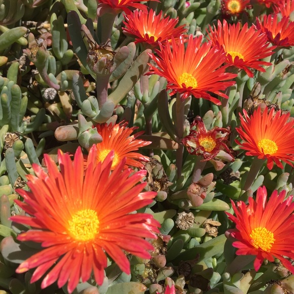 Meet your Posher, Natalie - Picture 1 of 1